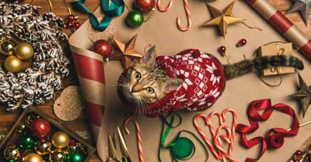 What Kinds of Ornaments Are Available For The Cat